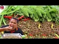 Download Lagu ก้อยกุ้งเต้นด่องแด่ง สดจากสระ แกล้มมะระพันธุ์ใหม่ แซ่บคักหลาย