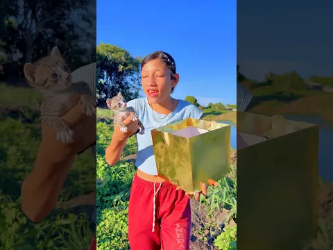 Gatito busca un amigo