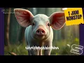 Lagu suara babi  - Sound Gratis | 1 JAM NONSTOP