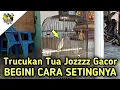 Download Lagu Melatih Trucukan Tua Agar Ropel dan Tidak Penakut Pada Orang