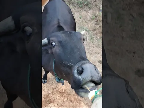 Ngasih Minum Sapi Sawit #cow
