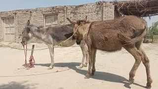 power full donkey breeding seen power full video 