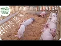 How to Make No-smell Pig Pen Backyard Piggery Baboyang Walang Amoy
