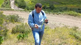 العسلوج الاكلة المفضلة في البرية ههه كيف تسمونها في منطقتكم   دندنها