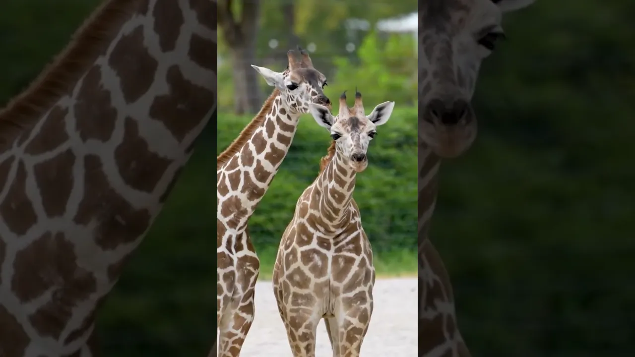 Giraffe friendship🦒💛💛