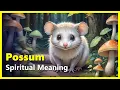 Spiritual Meaning of a Possum