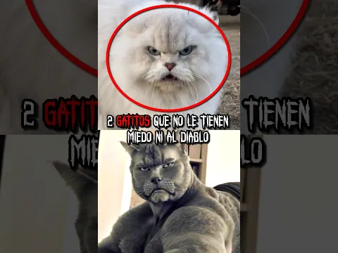 2 GATITOS que no le tienen miedo ni al DIABLO 😼