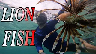 Eating The Venomous LIONFISH