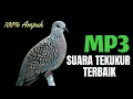 Lagu Suara Burung Tekukur Gacor Terbaru Paling Ampuh Untuk Pancingan Dan Pikat