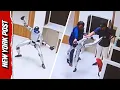 Rogue Robot Launches Kung Fu Kicks While Handlers Attempt to Subdue It