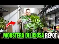 Download Lagu How to Repot Monstera Deliciosa. IT'S EASY!