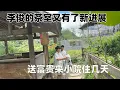 Download Lagu 外婆过完生日准备带妈妈去旅游，把富贵拜托李俊照看，才三天没去山上，他们的茶室又有了新进展