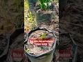 Download Lagu Pertumbuhan bibit sawit tidak sama walaupun masa tanam sama.