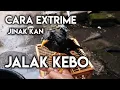 Download Lagu Cara extrime menjinakan jalak kebo