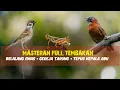 Download Lagu Masteran Full Tembakan | Belalang Emas - Gereja Tarung - Tepus Kepala Abu 