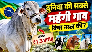 दुनिया की सबसे महंगी गाय Viatina-19 की कीमत कितनी है? वजह जानकर रह जाएंगे हैरान!