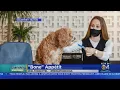 Trending Hilton Hotel Dog Menu
