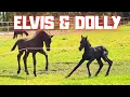 Download Lagu Dolly’s First Pasture Adventure! Watch Your Baby, Reintje! | Friesian Horses
