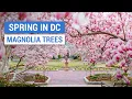 Spring in DC - Magnolia Trees at Enid A Haupt Garden