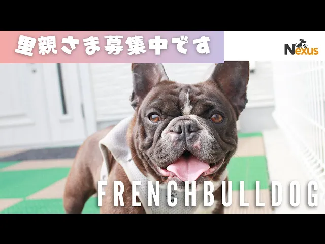 動画