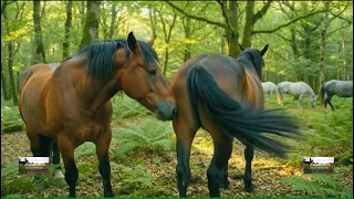 Wild horse breeding scenes in the natural forest