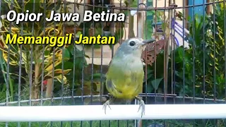 Download Opior Jawa Betina memanggil jantan, Pancingan opior jawa betina MP3