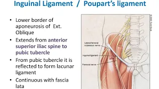 Inguinal Ligament Poupart Ligament Abdominal Anatomy
