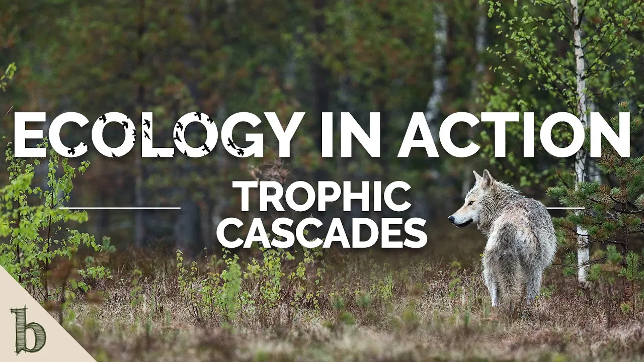 Trophic Cascades | Ecology In Action