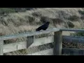 One tough customer here forgive the wind noise