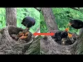 Lagu Common blackbird Birds Mother raises three children in a nest. full video [ Review Bird Nest ]