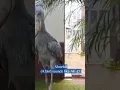 Download Lagu SHOEBILL | SUARA BURUNG SEPERTI AK 47 | natureXploration #shorts #suarahewan #shoebill