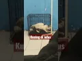 Download Lagu Kucing sakit diinfus oleh dokter hewan #shortsvideo