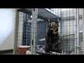 Pat Wise Animal Shelter reaches no-kill milestone in Ketchikan