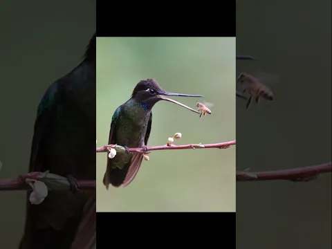 World's Smallest Bird 😱