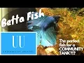 Betta Fish CARE TEMPERATURE TANK SIZE AND MORE