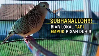 Download PERKUTUT LOKAL SUARA MERDU EMPUK‼️ suaranya bikin perkutut dirumah rame bersahutan MP3