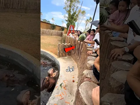 فرس النهر فشل فى البطيخة🥹❤️‍🩹