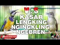 Download Lagu CUCAK CUNGKOK FULL ISIAN MEWAH JERNIH VS KAPAS TEMBAK GACOR PANJANG HD, MASTERAN MURAI BATU TERBAIK