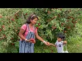 Apple Picking at Keller s Farmstand Oswego IL USA