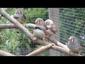 Download Lagu Zebravinken - Zebra finches