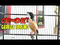 Download Lagu CENDET GACOR ISIAN GEREJA TARUNG SI SAMBUNG LOVEBIRD NGEKEK GACOR