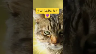 صباح الخير حالات واتس اب قرآن قرآن 