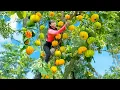 Download Lagu Climb Tall Tree to Pick 1000+ kg Sour Fruit Goes to Countryside Market Sell for Villagers