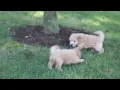 Maltipoo Puppies For Sale