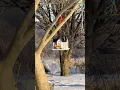 Lagu Kingsyard Birdfeeders provide good birdwatching during snowstorms!