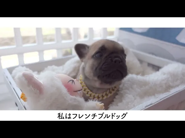 動画