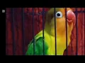 Lagu Lovebird ngekek panjang dengan variasi isian terbaik dan tembakan mewah 12 November 2025