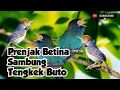 Download Lagu masteran burung #kicaumania #burung #muraibatu #gacor