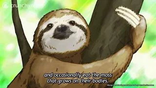 anime Sloth Girl Seton Academy Join the Pack 720p