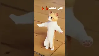 القطه الراقصه انتي معلمه 